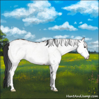 Horse Color:White Spotted Bay