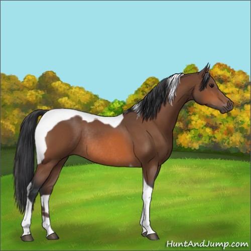 Horse Color:Bay Tobiano Rabicano 