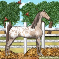 Horse Color:Amber Champagne Roan Appaloosa 
