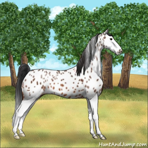 Horse Color:Bay Splash Appaloosa