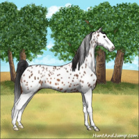Horse Color:Bay Splash Appaloosa 