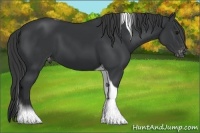 Horse Color:Black Tobiano Varnish