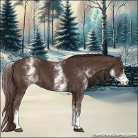 Horse Color:White Spotted Liver Chestnut 