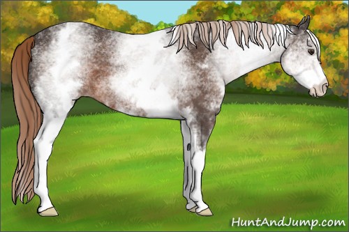 Horse Color:White Spotted Liver Red Roan