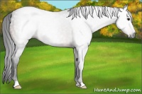 Horse Color:Gray Bay Roan