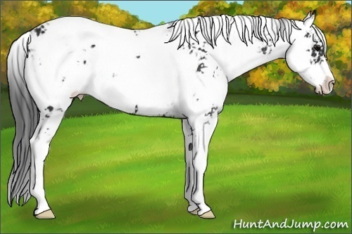 Horse Color:Black Sabino 