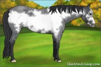 Horse Color:Unknown 