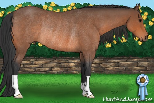 Horse Color:Bay Roan Rabicano 