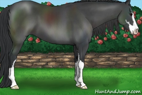 Horse Color:Black Sabino 