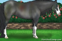 Horse Color:Black Sabino