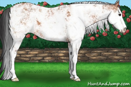 Horse Color:Bay Sabino 