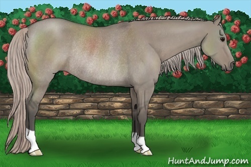 Horse Color:Silver Grullo Rabicano 