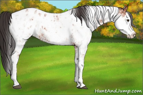 Horse Color:Bay Sabino Appaloosa 