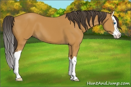 Horse Color:Buckskin Sabino Splash 