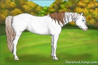 Horse Color:Chestnut Sabino Splash Appaloosa 