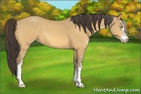Horse Color:Amber Cream Champagne Sabino 