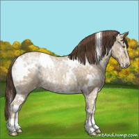 Horse Color:White Spotted Classic Cream Champagne Ice Rabicano 