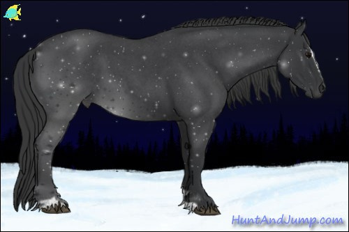 Horse Color:Blue Roan Sabino 