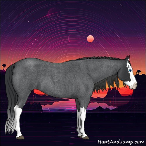 Horse Color:Blue Roan Splash 