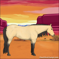 Horse Color:Buckskin Roan 
