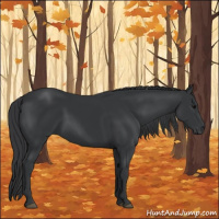 Horse Color:Black Rabicano 