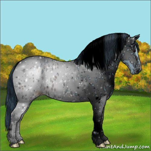 Horse Color:ERROR: UNKNOWN ANOMALY