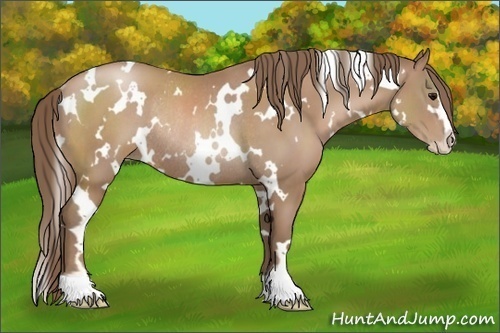 Horse Color:White Spotted Black Pearl Sabino Rabicano 