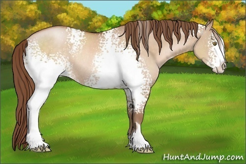 Horse Color:White Spotted Brown Pearl Dun Sabino Rabicano 