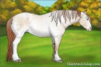 Horse Color:White Spotted Buckskin Pearl Sabino Rabicano 