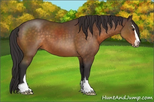 Horse Color:Buckskin Sabino 
