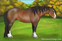 Horse Color:Buckskin Sabino 