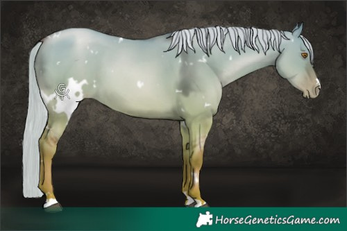 Horse Color:White Spotted Silver Grullo Pearl 