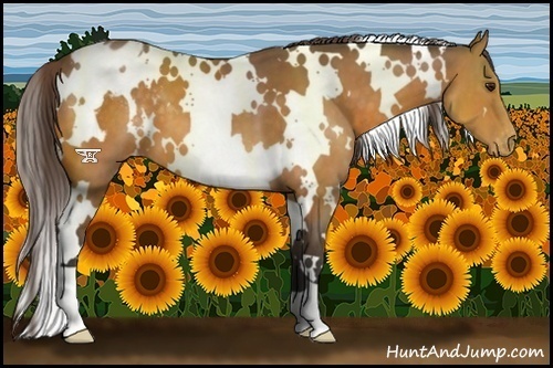 Horse Color:White Spotted Buckskin Appaloosa 
