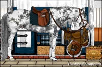 Horse Color:Black Sabino Varnish Rabicano