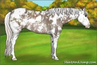 Horse Color:Silver Black Sabino Rabicano 