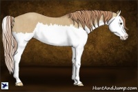 Horse Color:Red Dun Splash Brindle