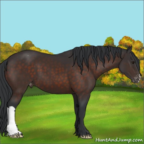 Horse Color:Brown Appaloosa 