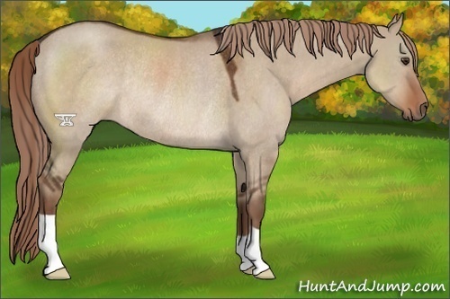Horse Color:Liver Red Dun Rabicano 