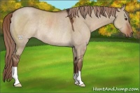 Horse Color:Liver Red Dun Rabicano