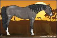 Horse Color:Grullo Sabino