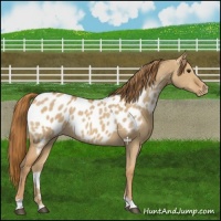 Horse Color:Red Dun Appaloosa 