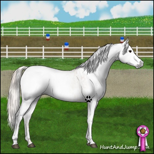 Horse Color:Gray Bay Dun Appaloosa Rabicano  and White Spotted Red Dun Appaloosa 