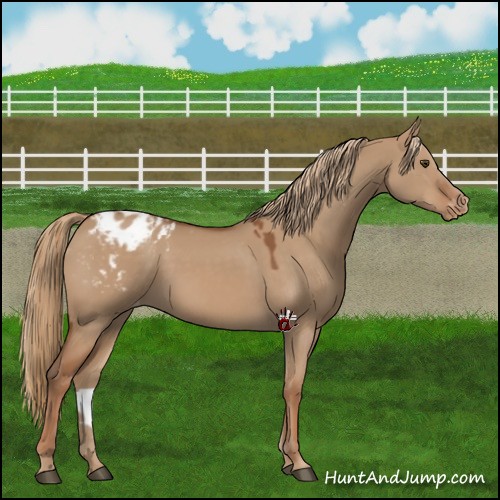 Horse Color:Red Dun Appaloosa 