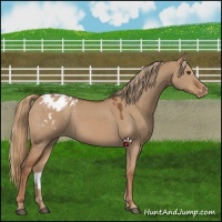 Horse Color:Red Dun Appaloosa 