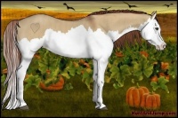 Horse Color:Red Dun Splash Brindle