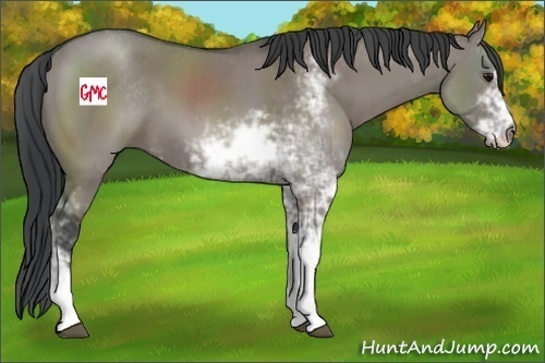 Horse Color:Grullo Sabino 