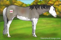Horse Color:Grullo Sabino Splash