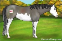 Horse Color:Grullo Sabino Splash 