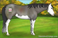 Horse Color:Grullo Sabino Splash