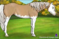 Horse Color:Palomino Splash 